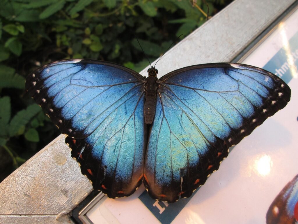 sky butterfly, edelfalter, butterfly, blue morpho butterfly, wing, insect, big butterfly, butterfly, butterfly, butterfly, butterfly, butterfly-947720.jpg